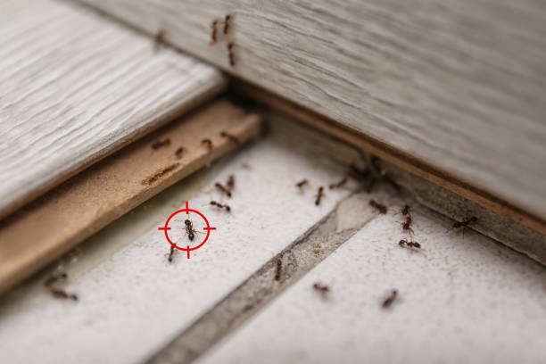 Best Mosquito Control Services  in Richgrove, CA