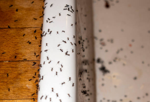Best Best Pest Control Companies  in Richgrove, CA