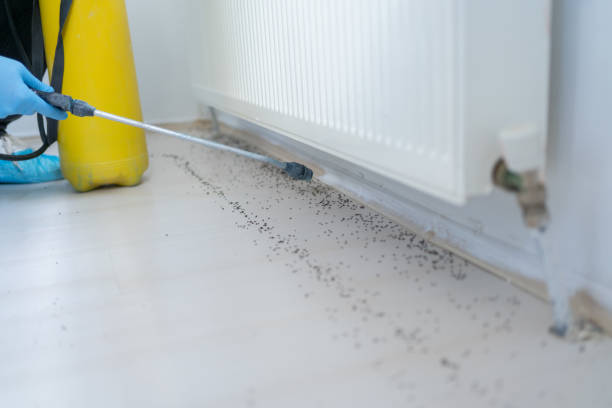 Best Cockroach Control Services  in Richgrove, CA