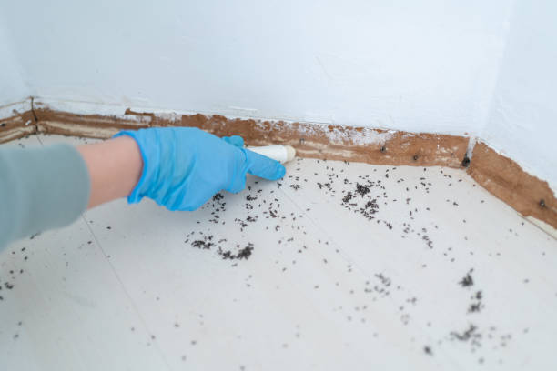 Best Termite Control Services  in Richgrove, CA